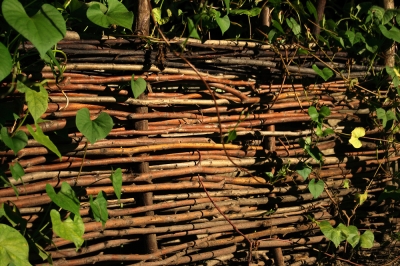La coltivazione della pianta del cacao e i trucchi
