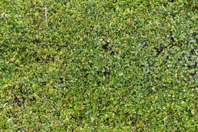 Quale posizione è adatta alla camelia?