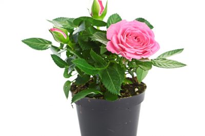 La camelia è adatta come pianta d'appartamento?