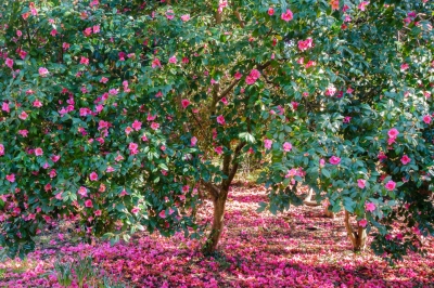 Essiccazione castagne rosa