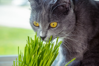 Feeding cat grass to cats