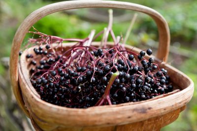 La vita segreta della Woodlouse