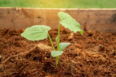 La terra di cocco è adatta a tutte le piante?