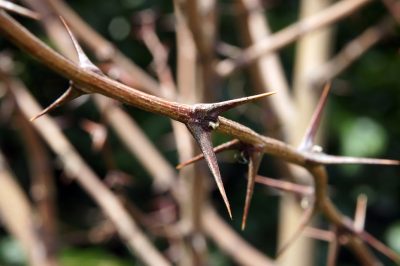 Buone notizie! L'aquilegia ha bisogno di cure minime!