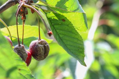 Quanto tempo impiegano i processi di putrefazione nel compost?