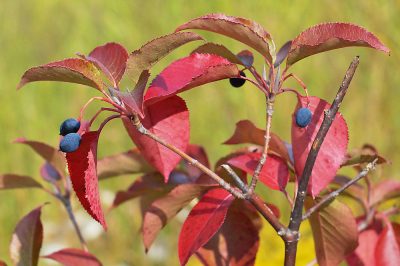 Hibernate coral shrub frost-free indoors