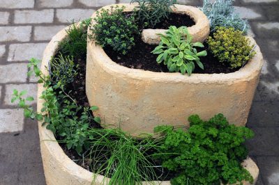 Quali erbe sono migliori per il giardino delle erbe?