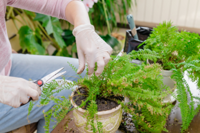 Triming potted plants and tricks