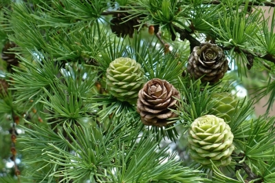 Larch - Quanto diventa vecchia questa insolita conifera?