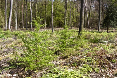 Larch - la conifera è velenosa?
