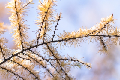 Larch - insolita conifera che perde i suoi aghi