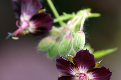 Larch - condizioni di sito ideali per una lunga vita