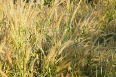 L'erba Pennisetum: Queste varietà delizieranno i fan dell'erba ornamentale