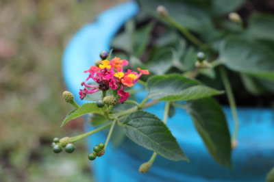 Svernamento della Lantana - Consigli per l'inverno per gli anemoni convertibili