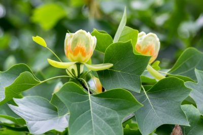 Quale albero deciduo è particolarmente veloce nella crescita?