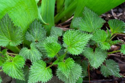 La lavanda come efficace repellente per le mosche