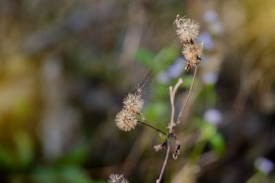 L'epatica è un'annuale o una perenne?