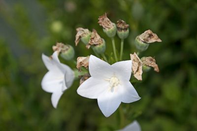 Quanto dura il periodo di fioritura del ligustro?