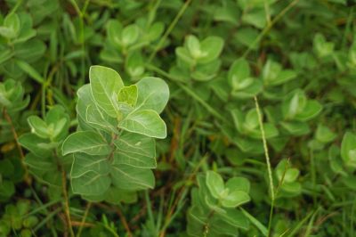 Ligustrum è un radicante superficiale