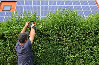 Ligustrum ha bisogno di pochissime cure