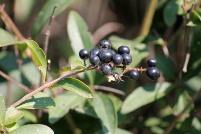 Ligustrus perde le foglie - Cause della caduta delle foglie