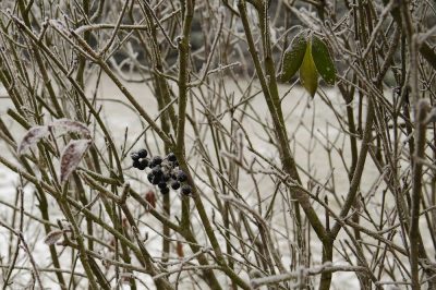 Ligustrum in inverno - Cura della pianta resistente