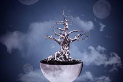 L'incredibile spirito di propagazione del tiglio
