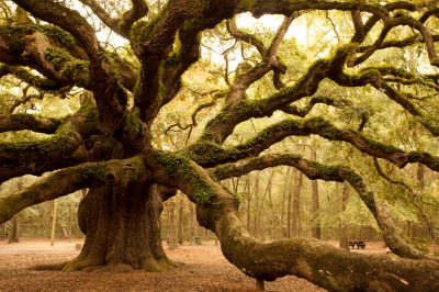 Dove si trova la quercia vivente più antica del mondo?