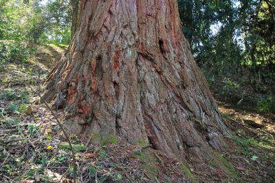 La sequoia non è molto esigente sul suolo