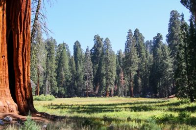 La sequoia ama i luoghi caldi