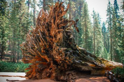 Le radici della sequoia - dimensioni fuori terra sotto terra