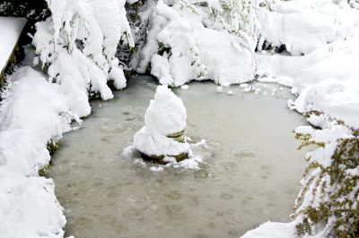 Le martore vanno in letargo in inverno?
