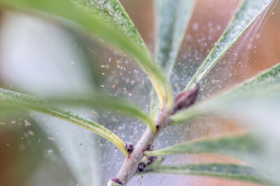 Le molte specie diverse di coccinelle