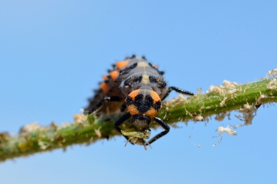 Le larve di coccinelle sono benvenute - Informazioni sugli occupati sterminatori di afidi