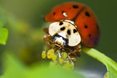 Come Vanno In Letargo Le Coccinelle