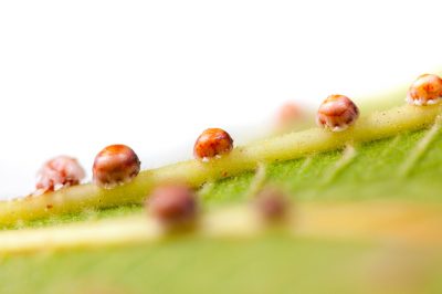 Quando le coccinelle vanno in letargo nelle finestre