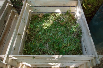 La calendula: erbaccia fastidiosa e ortaggio gustoso