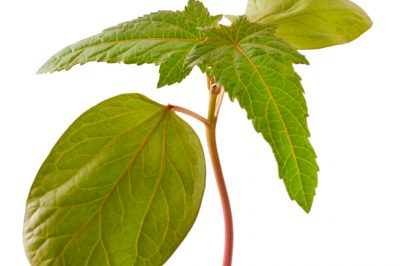 Mini cetrioli messicani: perfetti per la cultura dell'erba