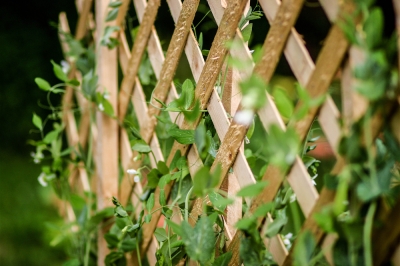 Fertilizzazione e svernamento, La Melothria Scabra: cura