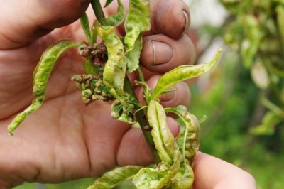 L'albero delle mirabelle - malattia del riccio o qualcos'altro?