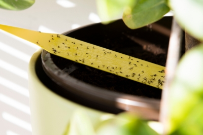 Quando le falene vivono in un vaso di fiori