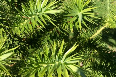Cibo per pesci e parassiti, Larve di zanzara - tesori naturali