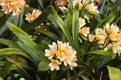 La millbeckia è adatta come copertura del terreno?