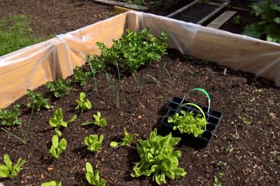 La Muehlenbeckia è velenosa?