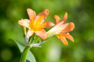 La millbeckia è adatta come pianta d'appartamento?