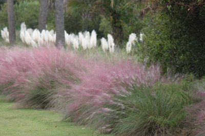 Le lumache in giardino - cosa fare?