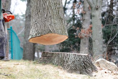 Quali conifere appartengono agli alberi a radice piatta?