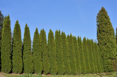 Le migliori conifere per il giardino