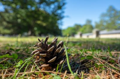 La conifera perde gli aghi - Cosa fare?