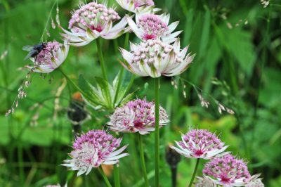 Queste piante meritano un posto nel giardino naturale per il piano d'impianto